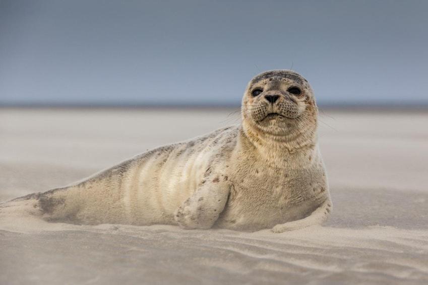 Hamac Chic Vue Mer. Berck Zewnętrze zdjęcie
